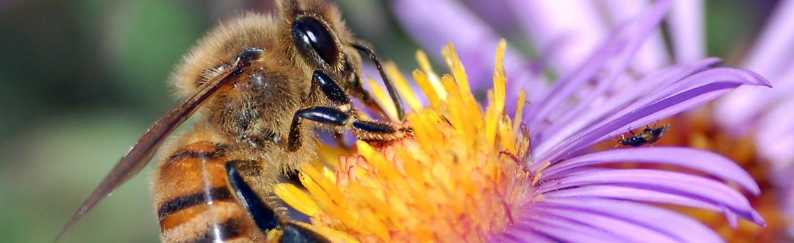 למה כל כך חשובות הדבורים בעולם