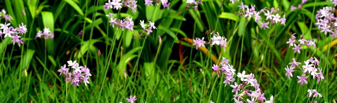 מי שיטרח בסתיו - ייהנה מדשא מוצלח בחורף