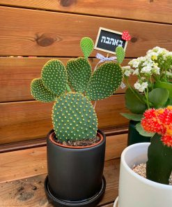 Alternative view of עציץ קרמיקה צילי