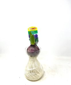 יקינטון בכלי זכוכית