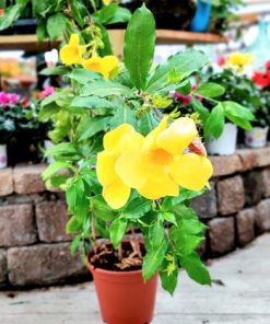 אלמנדה בדלי