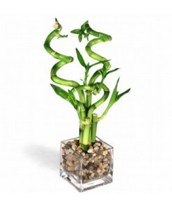 לאקי במבוק ובונסאים