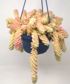 סדום (צורית)