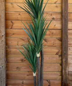 יוקה מפוצלת