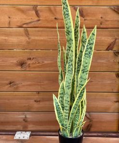 סנסווירה מלאכותית