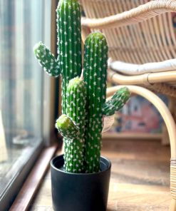 קקטוס דקורטיבי בסגנון מדברי