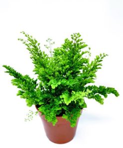 Alternative view of שרך שערות שולמית