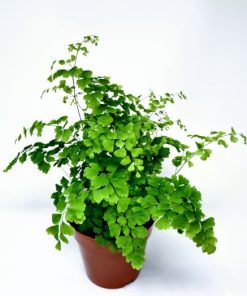 שרך שערות שולמית