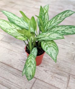 Alternative view of אגלונמה