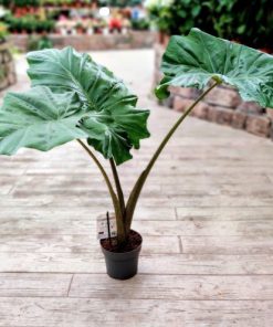 אלוקסיה ונטי