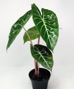 אלוקסיה פינק דרגון