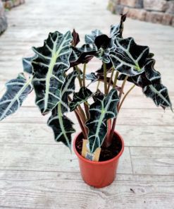 אלוקסיה פולי