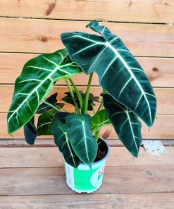 אלוקסיה פריידק