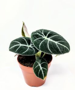 אלוקסיה בלאק ויולט ע.12