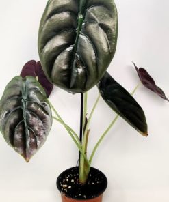 אלוקסיה ראד סיקרט ע.12