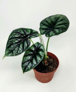 אלוקסיה דרגון סקייל ע.12