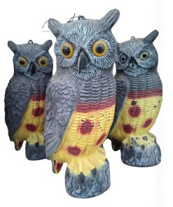 ינשוף מרחיק יונים