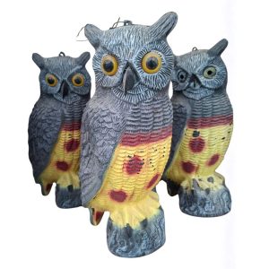 ינשוף מרחיק יונים