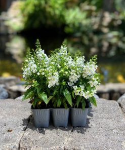 אנגלוניה שישייה