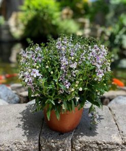 אנגלוניה בקערה