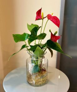 אנטוריום בכלי זכוכית