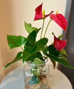 אנטוריום בזכוכית