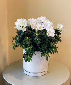 אזלאה בכלי קרמיקה