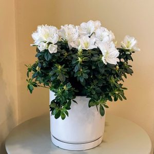 אזלאה בכלי קרמיקה