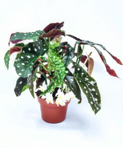 בגוניה מקולטה ע.15