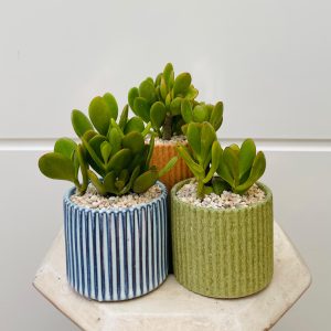 בונסאי עץ האושר