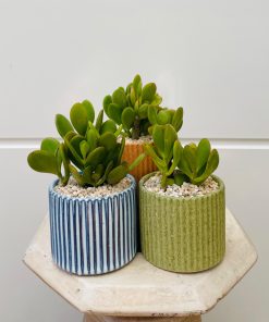 בונסאי עץ האושר