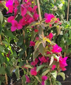 בוגנבילאה בדלי