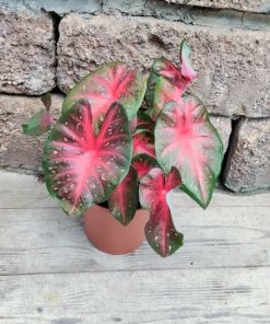 Alternative view of קלדיום ביקולור