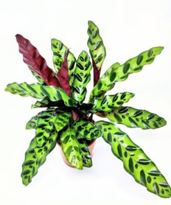 קלתאה אינסיגנס