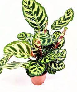 קלתאה מקוינה