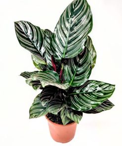 קלתאה אורנטה