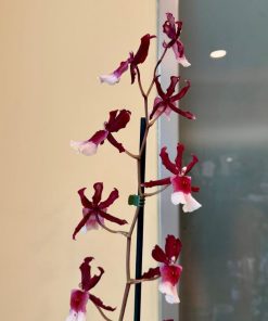 סחלב קמבריה