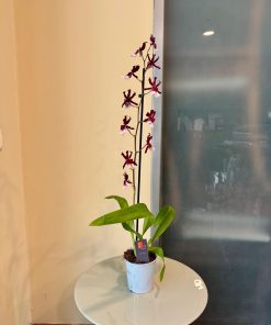 סחלב קמבריה