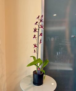 קמבריה בכלי שחור