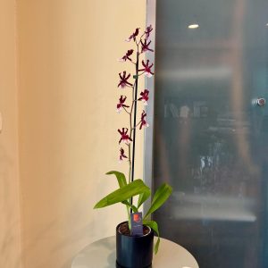 קמבריה בכלי שחור