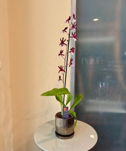 קמבריה בכלי זהב