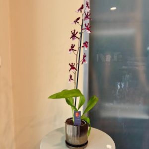 קמבריה בכלי זהב