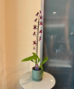 קמבריה בכלי ירוק