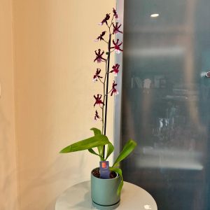 קמבריה בכלי ירוק