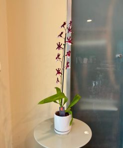 קמבריה בכלי לבן