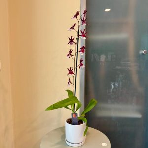 קמבריה בכלי לבן