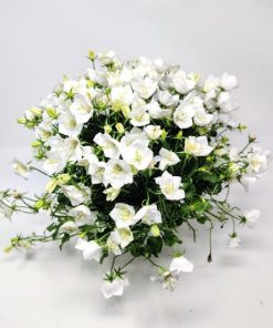 Alternative view of קמפנולה ע.15