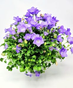 קמפנולה ע.15