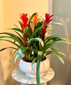 גוזמניות שתולות בקערה מקרמיקה על רגל