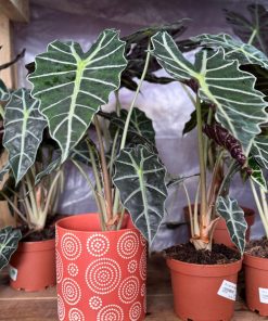 עציץ קרמיקה עיגולי חמרה